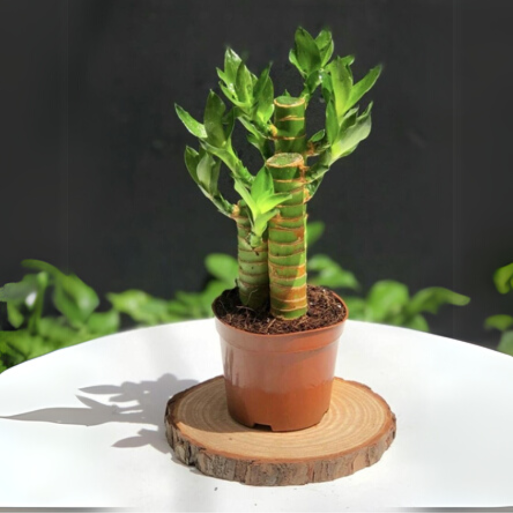 5 loại cây nên trồng trong nhà vào ngày vía Thần Tài- Ảnh 5. 5 loại cây nên trồng trong nhà vào ngày vía Thần Tài- Ảnh 5.